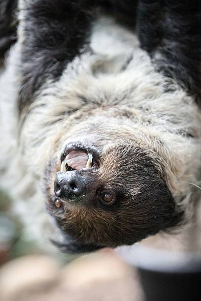 istock Close-Up of a Sloth Hanging from a Tree 2204444565