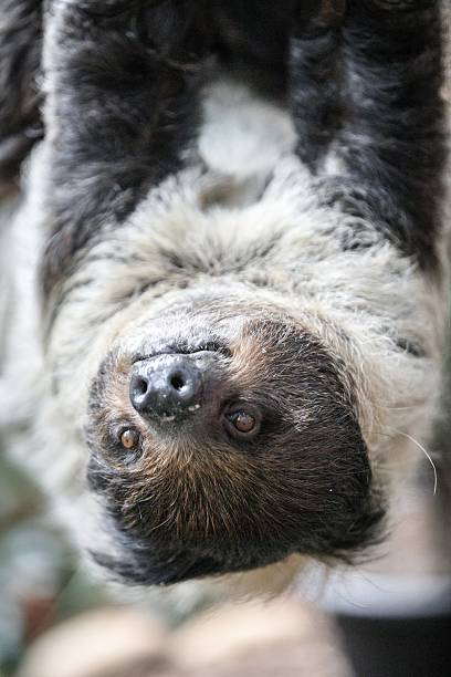 istock Close-Up of a Sloth Hanging from a Tree 2204444566
