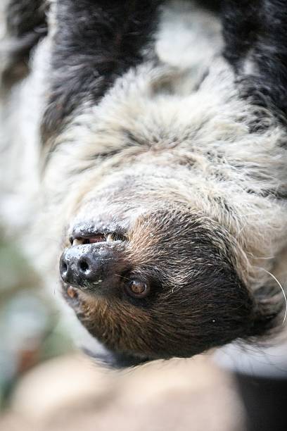 istock Close-Up of a Sloth Hanging from a Tree 2204444571