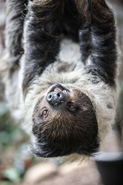 istock Close-Up of a Sloth Hanging from a Tree 2204444633