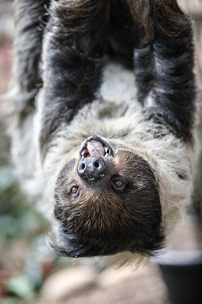 istock Close-Up of a Sloth Hanging from a Tree 2204444644