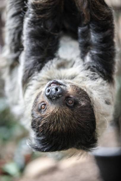 istock Close-Up of a Sloth Hanging from a Tree 2204444651