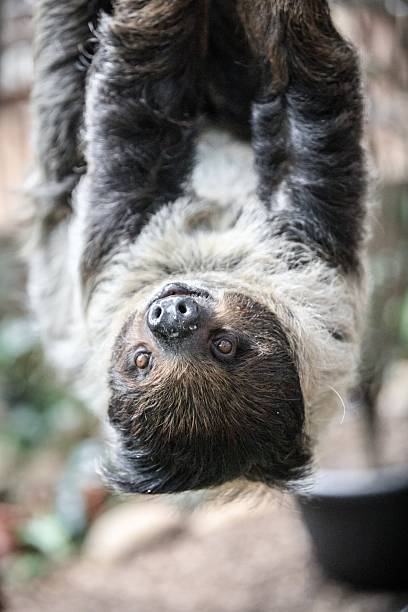istock Close-Up of a Sloth Hanging from a Tree 2204444672