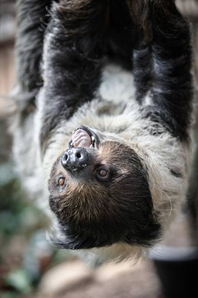 istock Close-Up of a Sloth Hanging from a Tree 2204444703