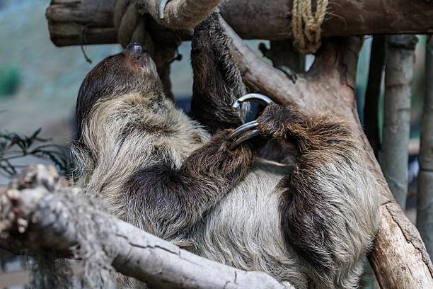 istock Close-Up of a Sloth Hanging from a Tree 2204444802