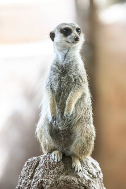 istock Alert Meerkat Standing on a Rock 2204444803