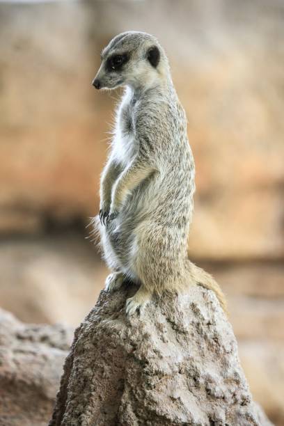 istock Alert Meerkat Standing on a Rock 2204444843