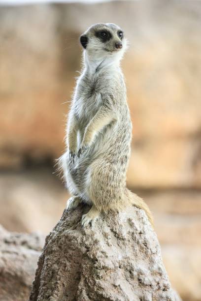istock Alert Meerkat Standing on a Rock 2204444905