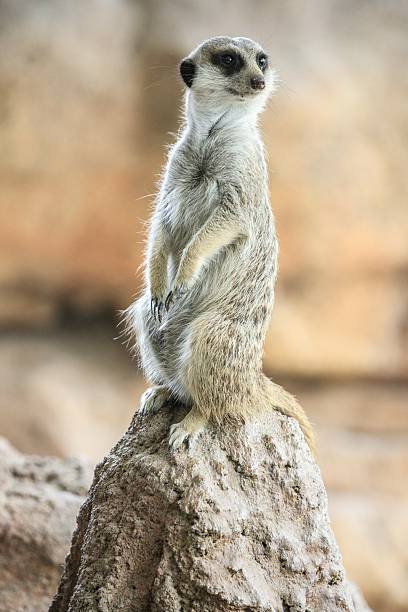 istock Alert Meerkat Standing on a Rock 2204444939