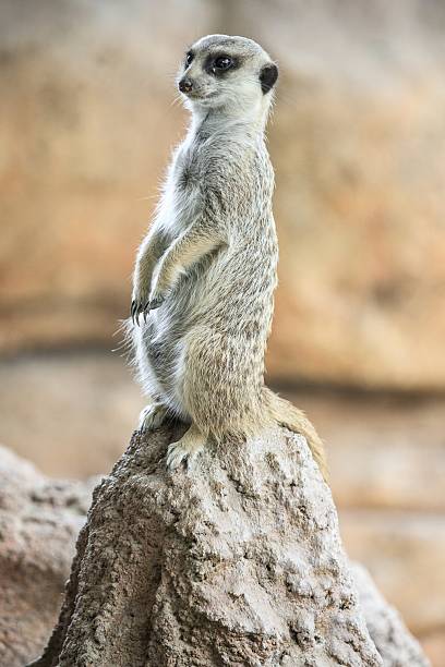 istock Alert Meerkat Standing on a Rock 2204444945