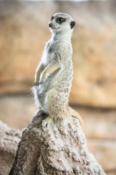istock Alert Meerkat Standing on a Rock 2204444976