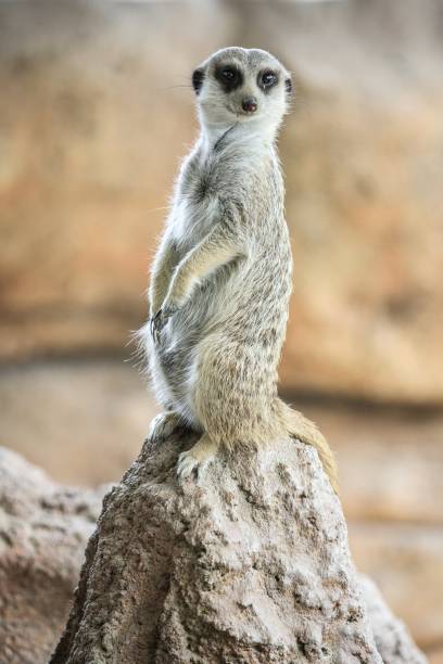 istock Alert Meerkat Standing on a Rock 2204444985
