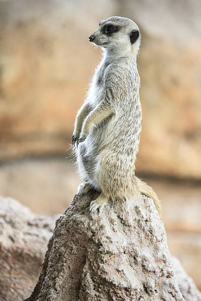 istock Alert Meerkat Standing on a Rock 2204444987