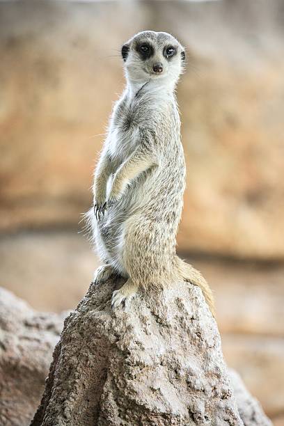 Alert Meerkat Standing on a Rock