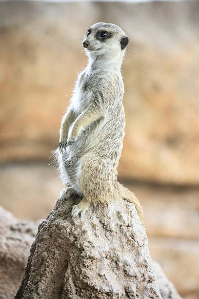 istock Alert Meerkat Standing on a Rock 2204445024