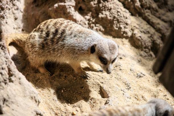 istock Curious Meerkat Digging in the Sand 2204445105