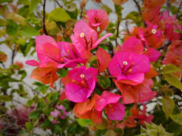 istock Vibrant Bougainvillea Flowers in Full Bloom 2204447281