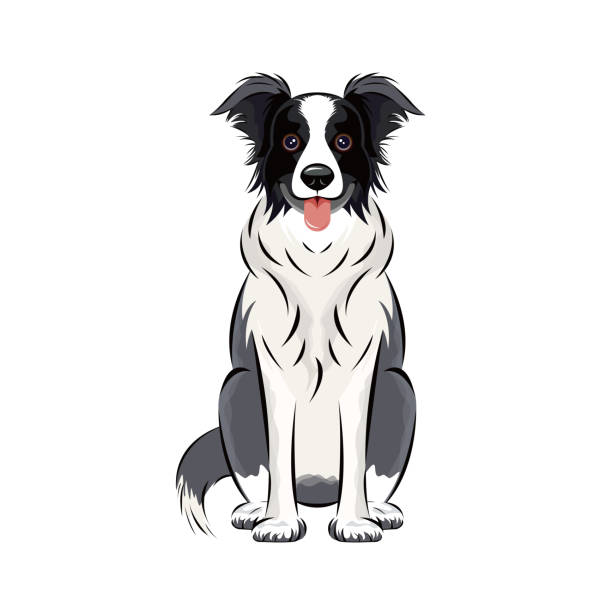kuvapankkikuvitukset aiheesta koira | bordercollie | lammaskoira - bordercollie
