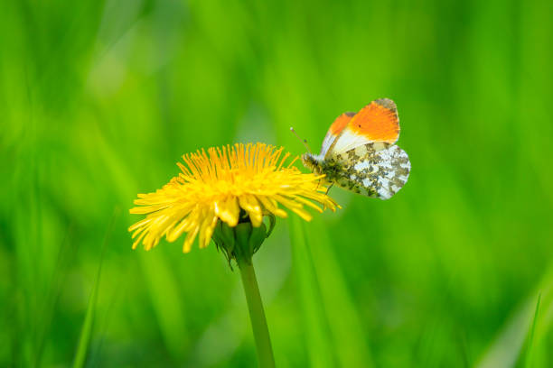 Anthocharis cardamines Orange tip male butterfly resting in sunlight top view with wings opened.