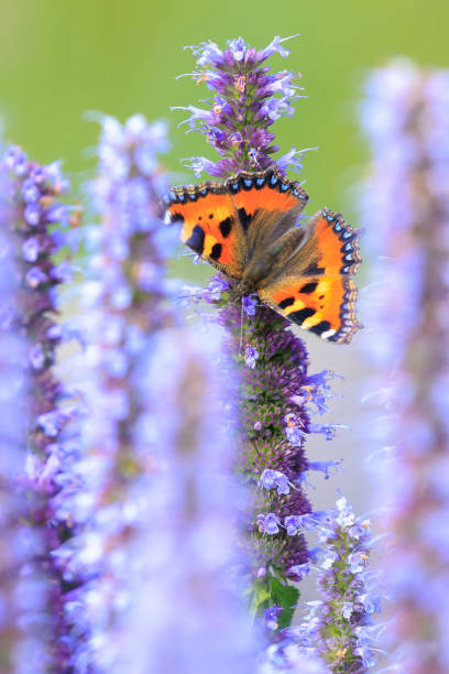 istock Aglais urticae small tortoiseshell butterfly isolated by nature 2204449195