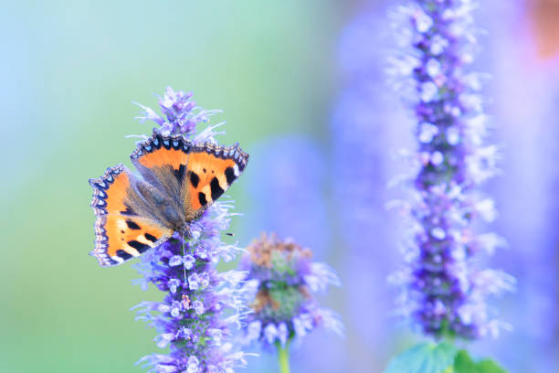 istock Aglais urticae small tortoiseshell butterfly isolated by nature 2204449200