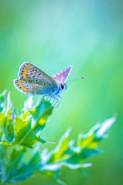 Close up of the  Brown Argus butterfly, Aricia agestis, pollinating in a flowers field. Side view, open wings