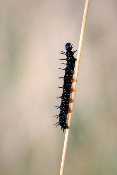 istock Aglais io, Peacock butterfly caterpillar 2204449202