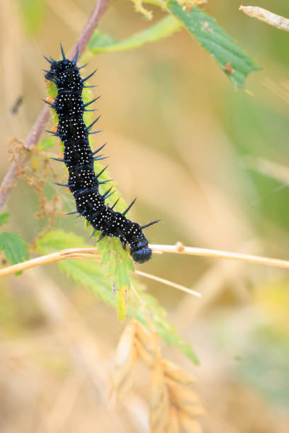 istock Aglais io, Peacock butterfly caterpillar 2204449203
