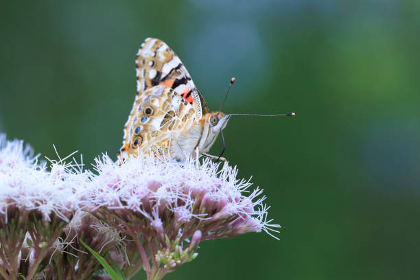Painted Lady butterfly, Vanessa Cardui, closeup feeding nectar.