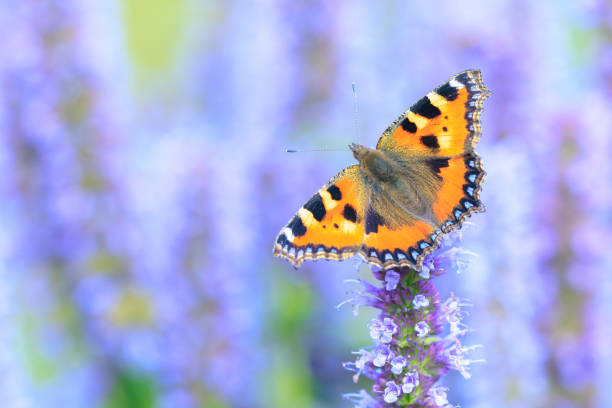 istock Aglais urticae small tortoiseshell butterfly isolated by nature 2204449212