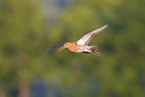 istock Black-tailed godwit Limosa Limosa in flight 2204449222