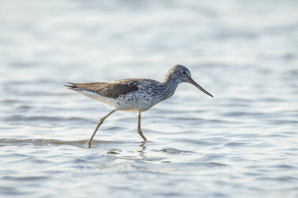 istock Common greenshank, Tringa nebularia, foraging in wetlands 2204449224