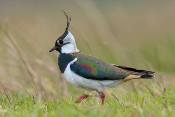 istock Northern lapwing, Vanellus vanellus, wading bird in a meadow 2204449241