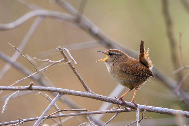 istock Eurasian Wren bird, Troglodytes troglodytes, display, singing and mating during Springtime 2204449260