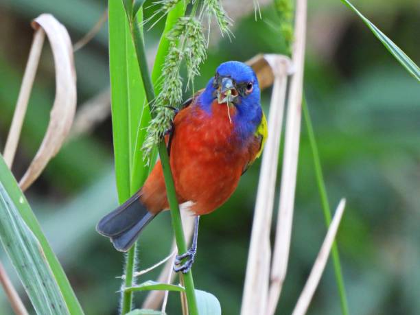 istock Painted Bunting (Passerina ciris) - male foraging grass seeds 2204457035