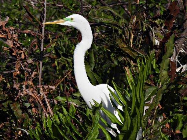 istock Great Egret (Ardea alba) - in breeding plumage 2204457039