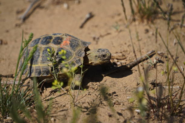 istock Steppe turtles in the field 2204457259