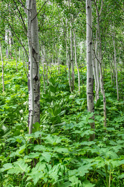 istock Rocky Mountain Aspen trees in early summer. 2204457576