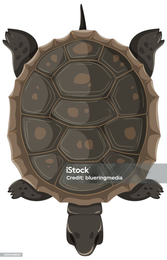 Turtle Above Illustration Of A Turtle From Above Perspective Stock Illustration ...