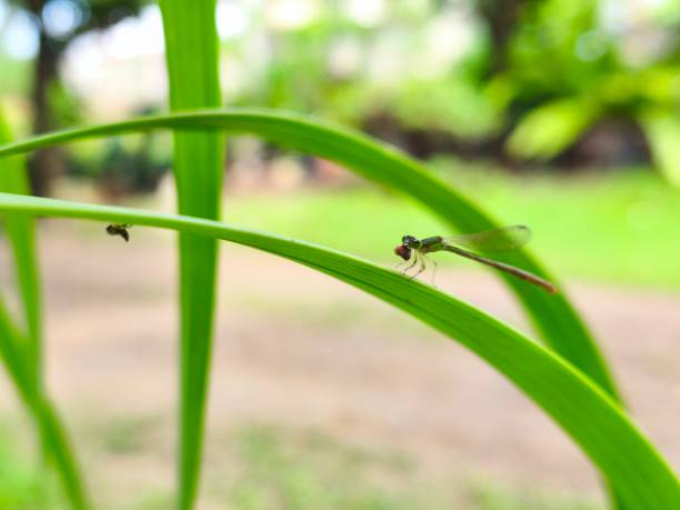 The needle dragonfly is waiting for another insect to prey on