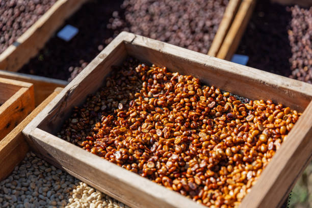 istock Various stages of coffee processing are displayed in wooden trays under the sun. 2204459219