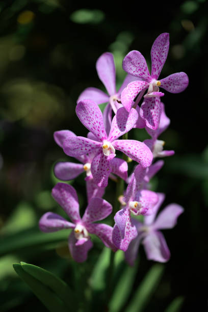 Purple orchid flowers (Ascocentrum miniatum or Vanda miniatum)  blossom in ornamental garden