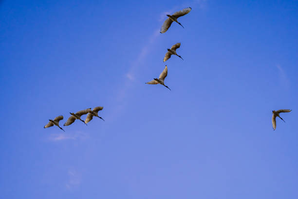 istock Low angle view of birds flying in formation against blue sky background 2204463774