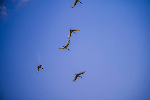 De ooievaar (Ciconia ciconia) is een vogel uit de familie van de ooievaars (Ciconiidae). De ooievaar wordt ook wel uiver, eiber of stork genoemd. \n\nDe ooievaar is een grote, witte vogel met zwarte vleugelranden. Ooievaars hebben lange, rode poten en een lange, puntige, rode snavel. Mannelijke en vrouwelijke exemplaren zien er hetzelfde uit. Het mannetje is hierbij gemiddeld groter dan het vrouwtje