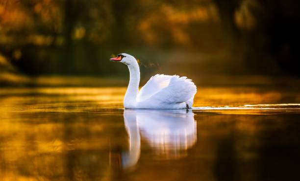 istock Swan gliding on golden lake at sunset 2204464458