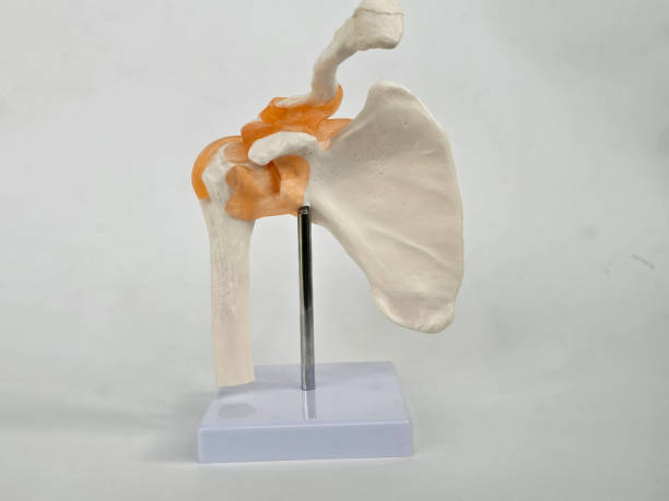 istock Detailed anatomical model of a human shoulder joint 2204465074
