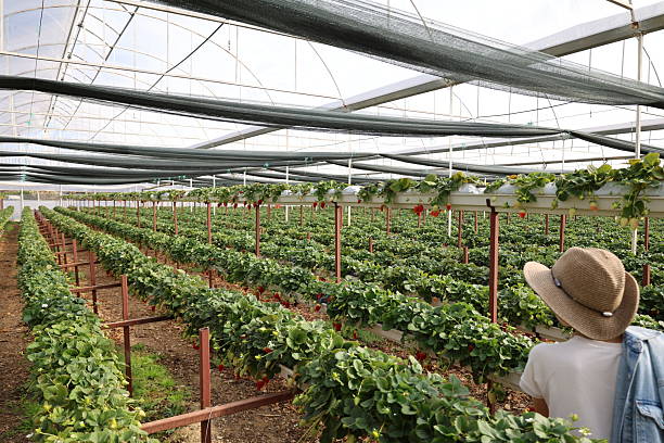 istock Strawberries greenhouse cultivation 2204466461