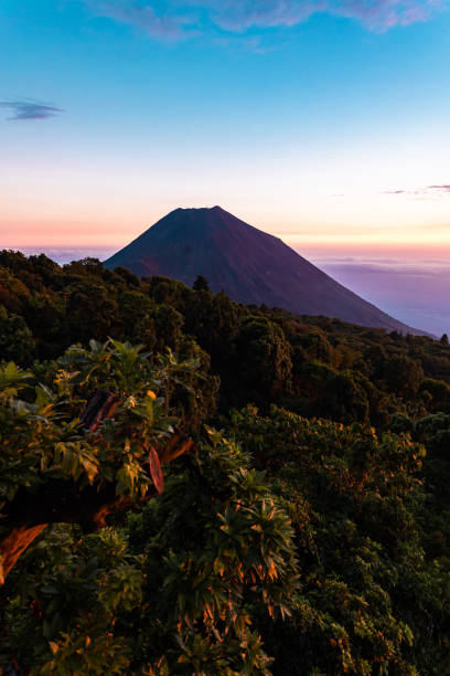 The coffee plant is a subtropical plant that grows best in temperatures between 18 and 24 degrees, so it's recommended to keep it indoors if your city's climate doesn't meet these requirements.