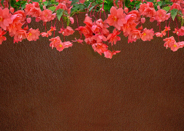 Beautiful colorful Red Begonia flowers with dark green leaf in the garden.