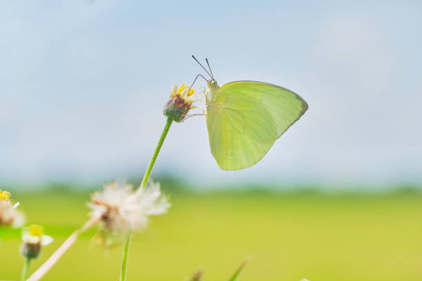 Gonepteryx rhamni (Brimstone) on Knautia degenii (Has donkey ear) flower - Derebucak district, Çamlık Caves National Park